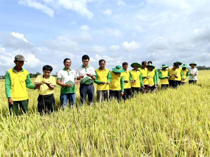 Lãnh đạo Phân bón Cà Mau tham quan ruộng lúa. Ảnh: PVCFC