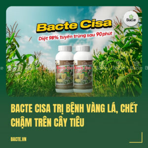 Bacte Cisa trị bệnh vàng lá, chết chậm trên cây tiêu