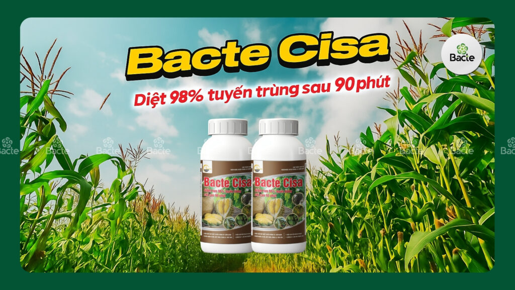 Bacte Cisa trị bệnh vàng lá, chết chậm trên cây tiêu