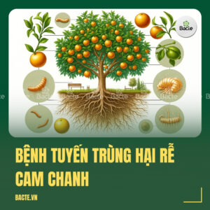 Bệnh tuyến trùng hại rễ cam chanh