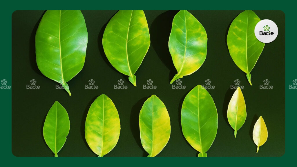 Bệnh vàng lá (Greening) trên cây có múi