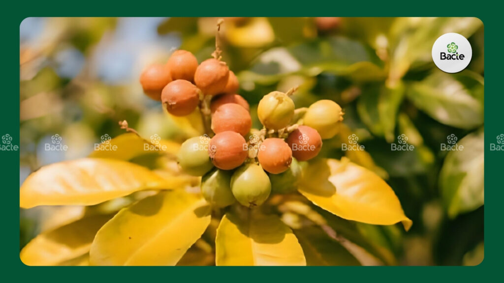 Lá vàng trên cây cà phê cạnh chùm quả nhiều màu, dấu hiệu suy dinh dưỡng và cần chăm sóc