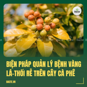 Biện pháp quản lý bệnh vàng lá – thối rễ trên cây cà phê