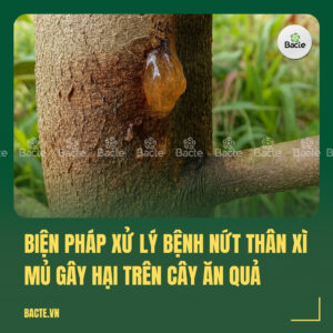 Biện pháp xử lý bệnh nứt thân xì mủ gây hại trên cây ăn quả
