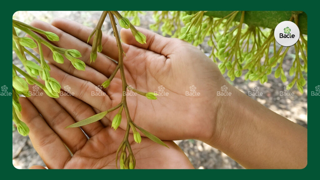 Bông lá (bông phướn) cần vặt bỏ sớm