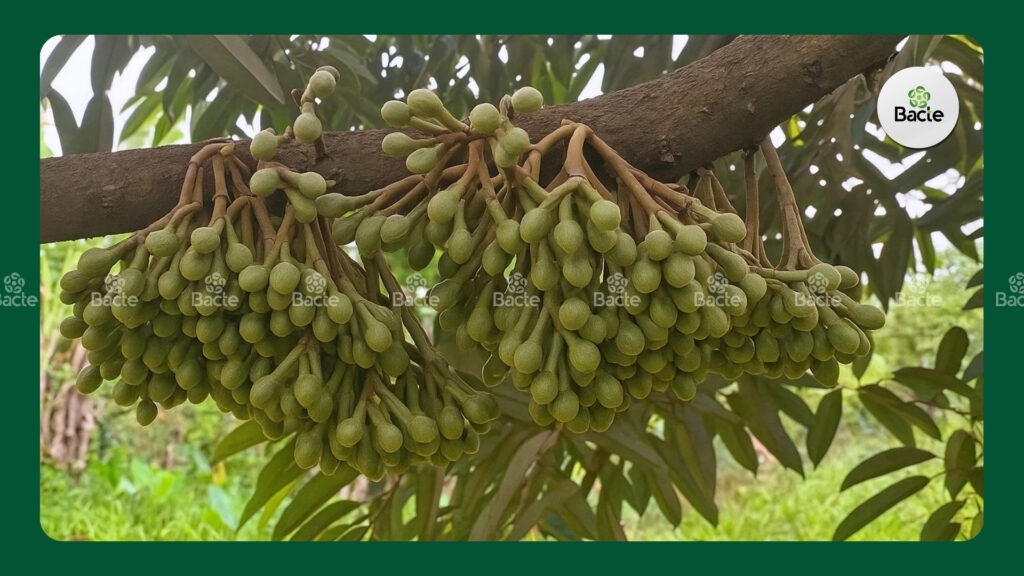 Bông phát triển tốt khi cung cấp đủ dinh dưỡng