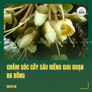 Chăm sóc cây sầu riêng giai đoạn ra bông
