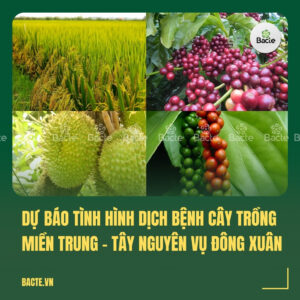 DỰ BÁO TÌNH HÌNH DỊCH BỆNH CÂY TRỒNG MIỀN TRUNG – TÂY NGUYÊN VỤ ĐÔNG XUÂN
