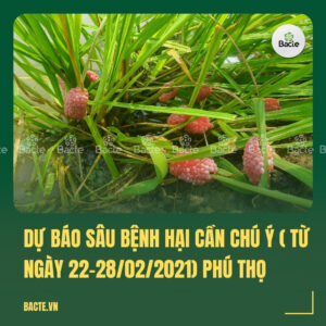 Dự báo sâu bệnh hại cần chú ý ( từ ngày 22-28022021) Phú Thọ