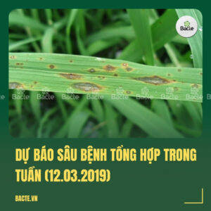 Dự báo sâu bệnh tổng hợp trong tuần (12.03.2019)