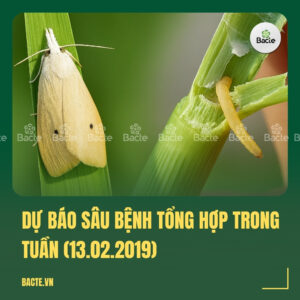 Dự báo sâu bệnh tổng hợp trong tuần (13.02.2019)