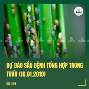 Dự báo sâu bệnh tổng hợp trong tuần (16.01.2019)