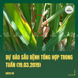 Dự báo sâu bệnh tổng hợp trong tuần (19.03.2019)