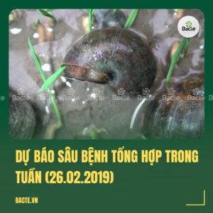Dự báo sâu bệnh tổng hợp trong tuần (26.02.2019)