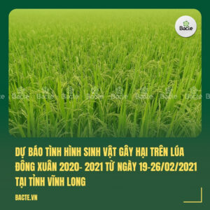 Dự báo tình hình sinh vật gây hại trên lúa Đông Xuân 2020- 2021 từ ngày 19-26022021 tại tỉnh Vĩnh Long