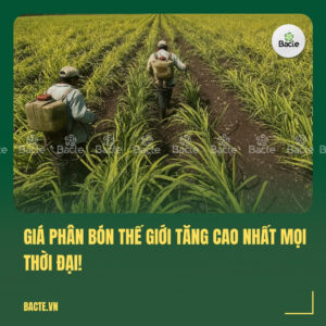 GIÁ PHÂN BÓN THẾ GIỚI TĂNG CAO NHẤT MỌI THỜI ĐẠI!