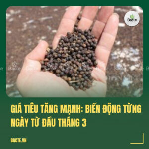Giá tiêu tăng mạnh Biến động từng ngày từ đầu tháng 3