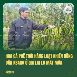 Hoa cà phê thối hàng loạt khiến nông dân KBang ở Gia Lai lo mất mùa