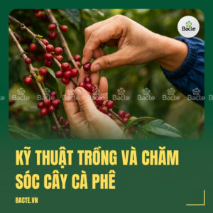 Kỹ Thuật Trồng Và Chăm Sóc Cây Cà Phê