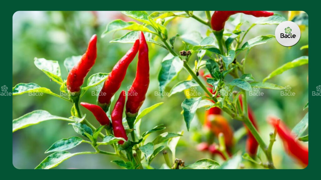 Kỹ Thuật Trồng Và Chăm Sóc Cây Ớt