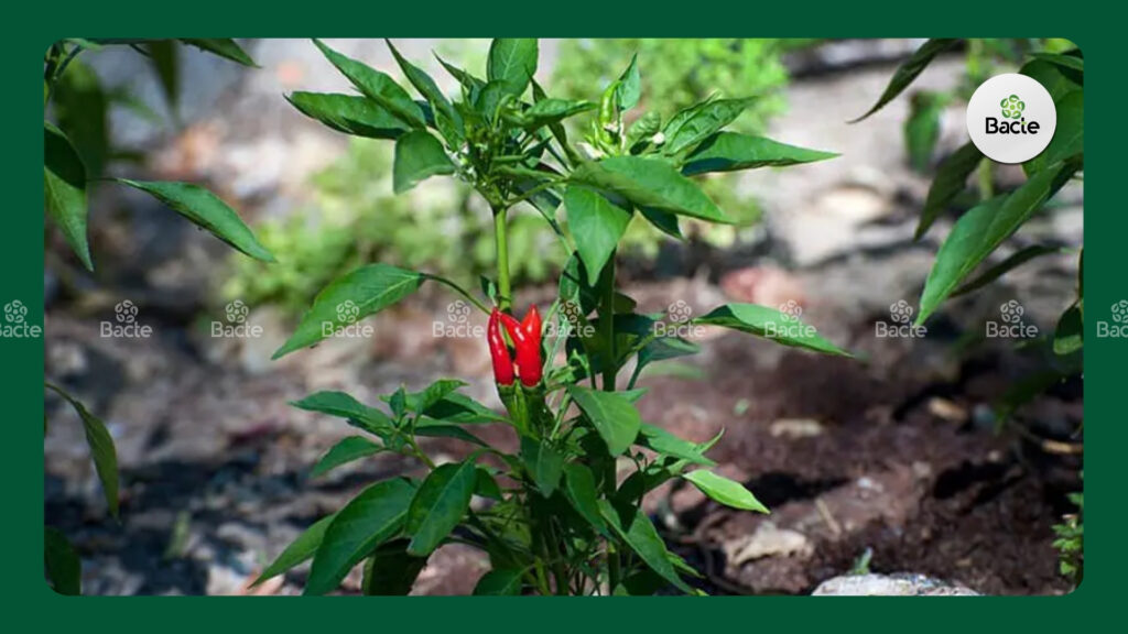 Kỹ Thuật Trồng Và Chăm Sóc Cây Ớt 2