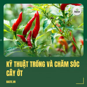 Kỹ Thuật Trồng Và Chăm Sóc Cây Ớt