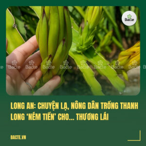 Long An Chuyện lạ, nông dân trồng thanh long ‘ném tiền’ cho… thương lái