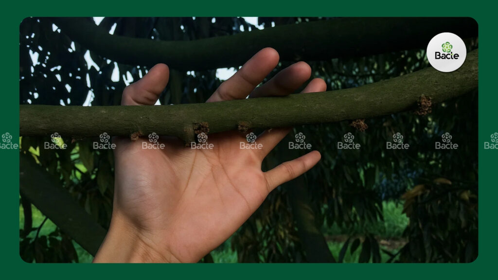 Mắt cua bị đen