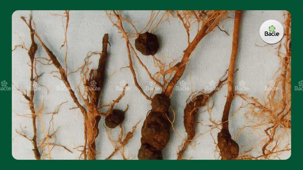 Meloidogyne sp bacte