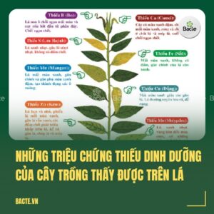Những Triệu Chứng Thiếu Dinh Dưỡng Của Cây Trồng Thấy Được Trên Lá