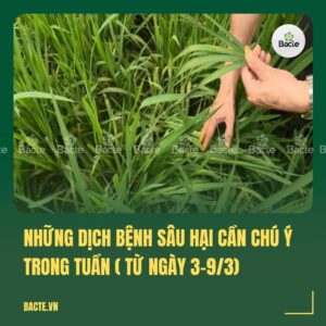 Những dịch bệnh sâu hại cần chú ý trong tuần ( từ ngày 3-93)