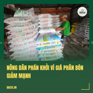 Nông dân phấn khởi vì giá phân bón giảm mạnh