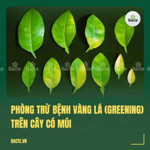 Phòng trừ bệnh vàng lá (Greening) trên cây có múi