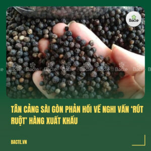Tân Cảng Sài Gòn phản hồi về nghi vấn ‘rút ruột’ hàng xuất khẩu