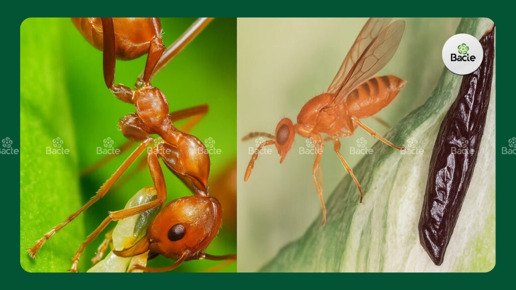 Thiên địch trên vườn cây có múi (Kiến vàng và ong ký sinh)  