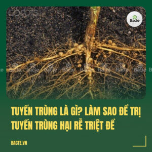 Tuyến trùng là gì Làm sao để trị tuyến trùng hại rễ triệt để