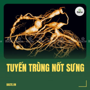 Tuyến trùng nốt sưng