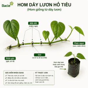 Hom dây lươn