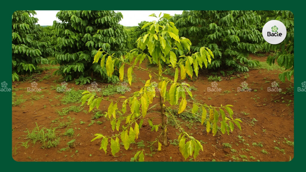 cây cà phê bị vàng lá, còi cọc