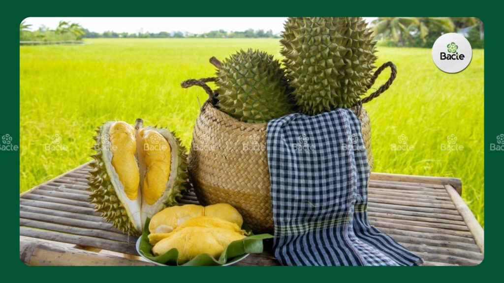  giống sầu riêng ri 6