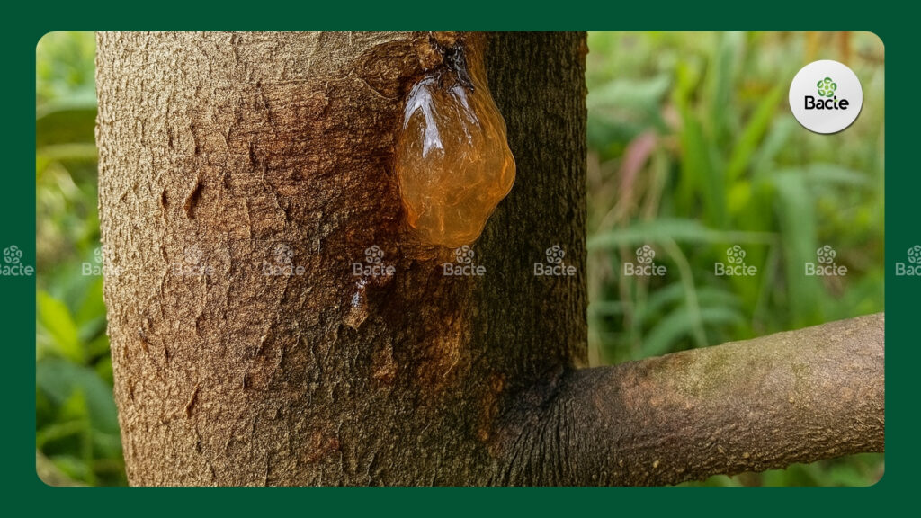 Xì mủ trên thân cây 