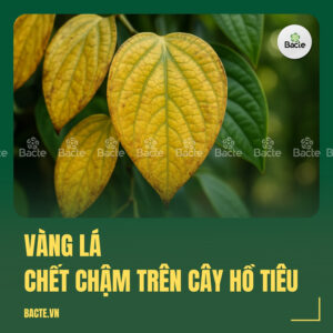 Vàng lá chết chậm