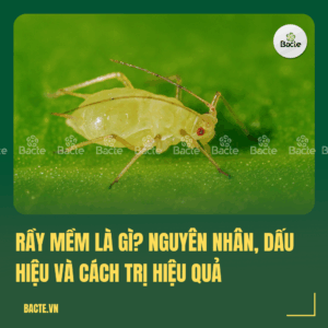 Rầy mềm là gì?