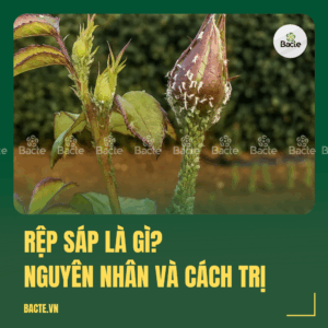 rệp sáp