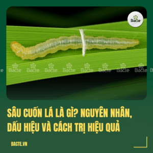 sâu cuốn lá