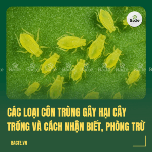 Côn trùng gây hại cây trồng