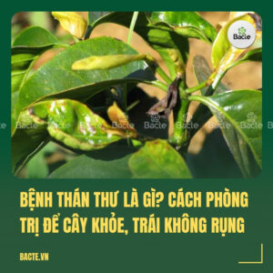 Bệnh thán thư là gì