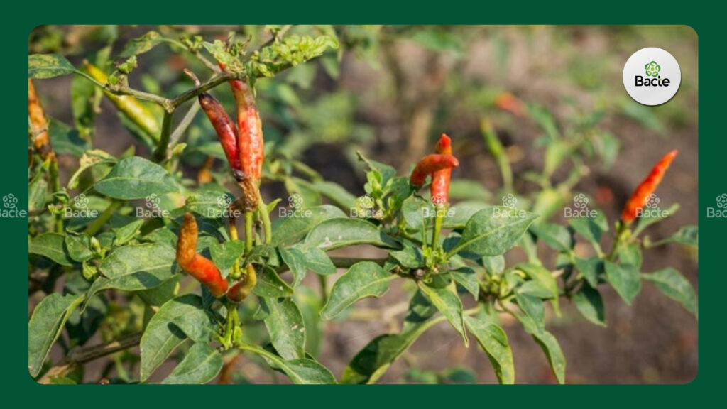 Bệnh thán thư ở trên cây ớt