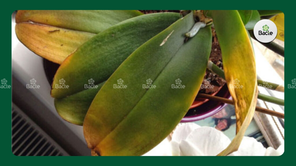 Bệnh thán thư thư trên cây lan thường gặp