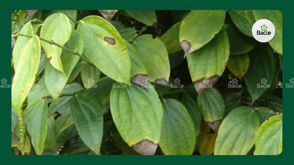 Bệnh thán thư trên cây cà phê| Nguyên nhân và cách xử lý ngay